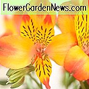Alstroemeria 'Princess Diana', Peruaanse Lily 'Princess Diana', Lily of the Inca 'Princess Diana', Parrot Lily 'Princess Diana', Alstroemeria 'Zapridapal', Princess Series, Yellow Lily, Yellow Peruvian Lily, Yellow Alstroemeria, Lily flower, Lelie bloem
