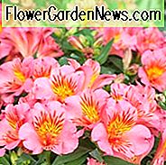 Alstroemeria 'Princess Eliane', Peruaanse Lily 'Princess Eliane', Lily of the Inca 'Princess Eliane', Parrot Lily 'Princess Eliane', Alstroemeria 'Zaprielia', Princess Series, Pink Lily, Pink Peruvian Lily, Pink Alstroemeria, Lily flower, Lelie bloem