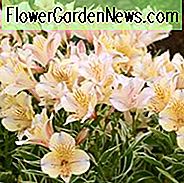 Alstroemeria 'Princess Fabiana', Peruviaanse Lily 'Princess Fabiana', Lily of the Inca 'Princess Fabiana', Parrot Lily 'Princess Fabiana', Alstroemeria 'Zaprifabi', Princess Series, Cream Lily, Cream Peruvian Lily, Cream Alstroemeria, Lily flower, Lelie bloem