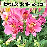 Alstroemeria 'Princess Ivana', Peruaanse Lily 'Princess Ivana', Lily of the Inca 'Princess Ivana', Parrot Lily 'Princess Ivana', Alstroemeria 'Staprivane', Princess Series, Pink Lily, Pink Peruvian Lily, Pink Alstroemeria, Lily flower, Lelie bloem