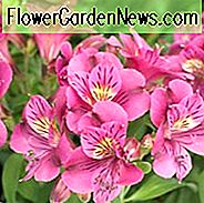 Alstroemeria 'Princess Louise', Peruaanse Lily 'Princess Louise', Lily of the Inca 'Princess Louise', Parrot Lily 'Princess Louise', Alstroemeria 'Zaprilou', Princess Series, Pink Lily, Pink Peruvian Lily, Pink Alstroemeria, Lily flower, Lelie bloem