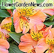Alstroemeria 'Princess Mathilde', Peruaanse lelie 'Princess Mathilde', Lily of the Inca 'Princess Mathilde', Parrot Lily 'Princess Mathilde', Alstroemeria 'Zaprimat', Orange Lily, Orange Peruvian Lily, Orange Alstroemeria, Lily flower, Lily Flower