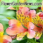 Alstroemeria 'Saturne', Peruaanse Lily 'Saturne', Lily of the Inca 'Saturne', Parrot Lily 'Saturne', Orange Lily, Orange Peruvian Lily, Orange Alstroemeria, Lily flower, Lily Flower
