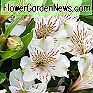 Alstroemeria 'Antarctica', Peruviaanse lelie 'Antarctica', Lelie der Inca 'Antarctica', Papegaailelie 'Antarctica', Alstroemeria 'Tesantara', Witte lelie, Witte Peruaanse lelie, Witte alstroemeria, Leliebloem, Leliebloem