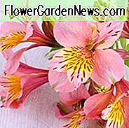Alstroemeria 'Butterscotch', Peruviaanse Lily 'Butterscotch', Lily of the Inca 'Butterscotch', Parrot Lily 'Butterscotch', Apricot Lily, Apricot Peruvian Lily, Apricot Alstroemeria, Lily flower, Lily Flower