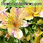 Alstroemeria 'Sunlight', Peruvian Lily 'Sunlight', Lily of the Inca 'Sunlight', Parrot Lily 'Sunlight', Alstroemeria 'Tessunlight', Yellow Lily, Yellow Peruvian Lily, Yellow Alstroemeria, Lily flower, Lily Flower