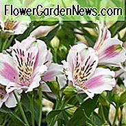 Alstroemeria 'Fougere', Peruaanse Lily 'Fougere', Lily of the Inca 'Fougere', Parrot Lily 'Fougere', Alstroemeria Garden Series, White Lily, White Peruvian Lily, White Alstroemeria, Lily flower, Lily Flower