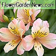 Alstroemeria 'Inca Ice', Peruaanse Lily 'Inca Ice', Lily of the Inca 'Inca Ice', Parrot Lily 'Inca Ice', Apricot Lily, Apricot Peruvian Lily, Apricot Alstroemeria, Lily flower, Lily Flower
