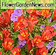 Alstroemeria 'Inca Joli', Peruaanse lelie 'Inca Joli', lelie van de Inca 'Inca Joli', papegaailelie 'Inca Joli', rode lelie, rode Peruaanse lelie, rode alstroemeria, leliebloem, leliebloem