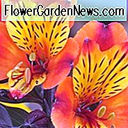 Alstroemeria 'Indian Summer', Peruaanse Lily 'Indian Summer', Lily of the Inca 'Indian Summer', Parrot Lily 'Indian Summer', Orange Lily, Orange Peruvian Lily, Orange Alstroemeria, Lily flower, Lily Flower