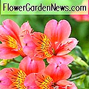 Alstroemeria 'Mars', Peruaanse lelie 'Mars', lelie van de Inca 'Mars', papegaailelie 'Mars', rode lelie, rode Peruaanse lelie, rode alstroemeria, leliebloem, leliebloem