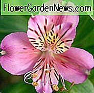 Alstroemeria 'Mauve Majesty', Peruaanse lelie 'Mauve Majesty', lelie van de Inca 'Mauve Majesty', Papegaailelie 'Mauve Majesty', Pink Lily, Pink Peruvian Lily, Pink Alstroemeria, Lily flower, Lily Flower