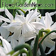 Narzissen 'Eisflügel', Narzissen 'Eisflügel', Triandrus Narzissen 'Eisflügel', Triandrus Narzissen, Engelstränen, Frühlingszwiebeln, Frühlingsblumen, Narzisse, Narzisse, Triandrus Narcissus, weiße Narzisse