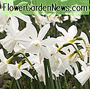 Narzissen Thalia, Narzisse 'Thalia', Triandrus Narzisse 'Thalia', Triandrus Narzissen, Engels Tränen, Frühlingszwiebeln, Frühlingsblumen, Mitte Frühling Narzisse, Triandrus Narcissus, weiße Narzisse