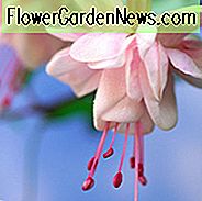 Fuchsia Southgate, Hardy Fuchsie, Standard Fuchsia, blühender Strauch, rosa Blumen