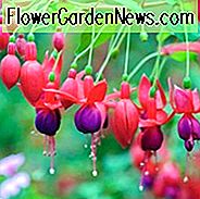 Winterharte Fuchsien, winterharte Fuchsien, blühende Sträucher, Fuchsienbeete, Sommerblumen