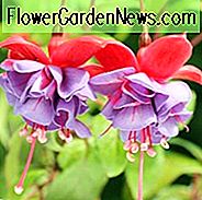 Fuchsia Cecile, Hardy Fuchsie, Standard Fuchsia, blühender Strauch, rote Blumen, Lavendel-Blumen, doppelte Fuchsie, hängende Körbe