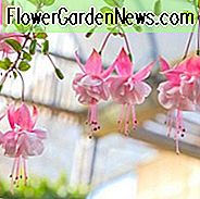 Fuchsia Claudia, Hardy Fuchsie, blühender Strauch, rosa Blüten, doppelte Fuchsie, hängende Körbe