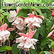 Fuchsie Devonshire Dumpling, Hardy Fuchsia, blühender Strauch, rosa Blumen, weiße Blumen, doppelte Fuchsie, hängende Körbe