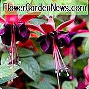 Fuchsie Roesse Blacky, Hardy Fuchsie, Standard Fuchsia, blühender Strauch, Behälter, hängenden Körbe, dunkle Blumen