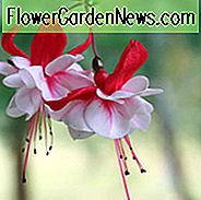 Fuchsia Snow Burner, Hardy Fuchsia, blühender Strauch, rote Blumen, weiße Blumen, doppelte Fuchsie, hängende Körbe