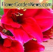 Roter Löwe der Amaryllis, Amarylis-Birnen, Hippeastrum Roter Löwe, Hippeastrum Birnen