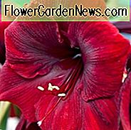 Amaryllis Royal Velvet, Royal Velvet Amaryllis, Amarylis Bulbs, Hippeastrum Royal Velvet, Hippeastrum Bulbs, rote Blüten