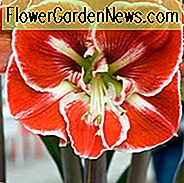 Amaryllis Samba, 'Samba' Amaryllis, Amarylis Glühbirnen, Hippeastrum Samba, Hippeastrum Glühbirnen, rote Blumen