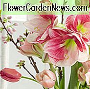 Amaryllis-Apfelblüte, Amarylis-Birnen, Hippeastrum-Apfelblüte, Hippeastrum-Birnen