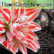 Amaryllis Dancing Queen, Amarylis Glühbirnen, Hippeastrum Dancing Queen, Hippeastrum Glühbirnen