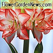 Amaryllis Doppelrekord, Amarylis Bulbs, Hippeastrum Doppelrekord, Hippeastrum Bulbs
