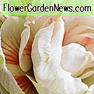 Amaryllis-Nymphe, Amaryllis-Birnen, Hippeastrum-Nymphe, Hippeastrum-Birnen