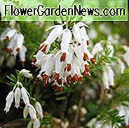 Erica x Darleyensis 'Alba', Heath 'Alba', Heath 'Alba', Heath 'Alba', Darley Heath 'Alba', Darley Heath 'Alba', White Heath, White Heather, White Flowers