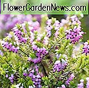 Erica x Darleyensis