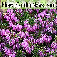 Erica x Darleyensis 'Darley Dale', Heath 'Darley Dale', Heather 'Darley Dale', Heath 'Darley Dale', Pink Heath, Pink Heather, Pink Flowers