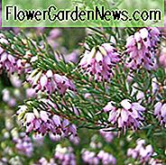 Erica x Darleyensis