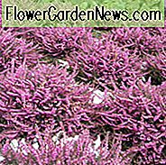 Erica x Darleyensis