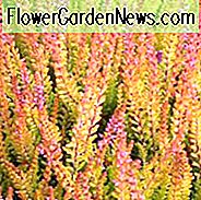 Firefly de la Calluna Vulgaris, Firefly de Heather, Firefly de Ling, Firefly de Heather Scotish, Firefly de Scots Heather, Flori Roz, Pink Heath, Pink Heather, Flori roz, Scotch Heathers