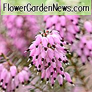 Erica Carnea