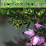 Erica Cinerea
