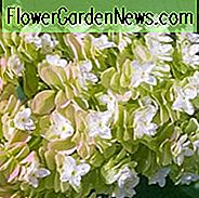 Hortensie Quercifolia 'Snowflake', Oakleaf Hortensie 'Snowflake', Hortensie Quercifolia 'Brido', Hortensie Quercifolia 'Flore Pleno', Hortensie Quercifolia 'Snow Flake', weiße Blumen, weiße Hortensie