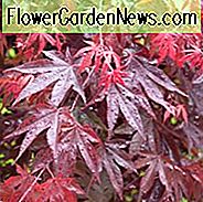 Acer palmatum 'Bloodgood', Japanischer Ahorn Bloodgood, Baum mit Herbstfarbe, Herbstfarbe, Attraktive Rinde Baum, lila Blätter, Lila Acer, Lila Japanischer Ahorn, Lila Ahorn, Acer palmatum atropurpureum 'Bloodgood'