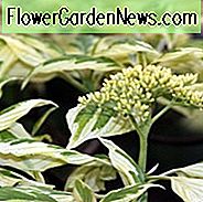 Cornus Alba, Tatarischer Hartriegel, Rotbarschhartriegel, Weißer Hartriegel, Sibirischer Hartriegel, Laubgehölze, Laub, Herbstfarbe, Winterfarbe, Strauch mit Beeren
