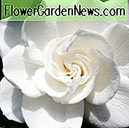 Gardenia jasminoides Aimee, Kap Jasmin 'Aimee', Aimee Kap Jasmin, Kap Jessamine 'Aimee', Gardenia jasminoides 'Erste Liebe', Duftende Blüten, immergrüner Strauch, Weiße Blüten, Duftende Blüten, immergrüner Strauch, Weiße Blüten