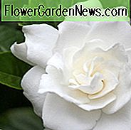 Gardenia jasminoides Belmont, Kap Jasmin 'Belmont', Belmont Kap Jasmin, Kap Jessamine 'Belmont', duftende Blüten, immergrüner Strauch, weiße Blüten,