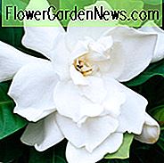 Gardenia jasminoides Fortuniana, Kap Jasmin 'Fortuniana', Fortuniana Kap Jasmin, Kap Jessamine 'Fortuniana', Duftende Blüten, immergrüner Strauch, Weiße Blüten, Duftende Blüten, immergrüner Strauch, Weiße Blüten