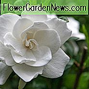 Gardenia jasminoides Miami Supreme, Kap Jasmin 'Miami Supreme', Miami Supreme Kap Jasmin, Kap Jessamine 'Miami Supreme', Duftende Blüten, immergrüner Strauch, Weiße Blüten, Duftende Blüten, immergrüner Strauch, Weiße Blüten