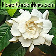 Gardenia jasminoides Mystery, Kap Jasmin 'Mystery', Mystery Cape Jasmin, Kap Jessamine Mystery, Duftende Blüten, immergrüner Strauch, Weiße Blüten, Duftende Blüten, immergrüner Strauch, Weiße Blüten
