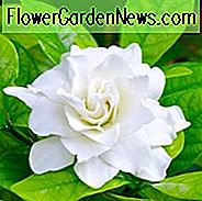 Gardenie, Blumen, Gardenien, gemeinsame Gardenien, Gardenienblüten, Gardenienblüten, Gardenia jasminoides, Gartenblüten, Gartenblüher, Gartenblüher, Gartenblüher, Gartenblüher, Gardenieblüten
