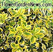 Euonymus Fortunei 'Emerald' n 'Gold', Winterläufer 'Emerald' n 'Gold', Spindel 'Emerald' n 'Gold', immergrüne Sträucher
